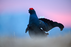 blaue Stunde