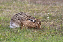 Die Löffel angelegt