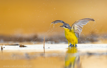 Zielart Schafstelze? Bei mir eher nicht.