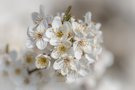 Frühlings-Blütenzauber