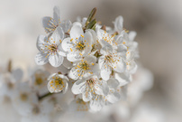 Frühlings-Blütenzauber