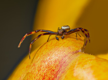 Nun auch der Partner der veränderlichen Krabbenspinne