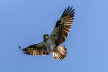 ... in der Morgensonne ...