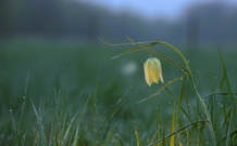 Frostiger Aprilmorgen.....