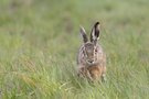 Feldhase..