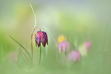 Schachspiel auf der Wiese