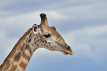 Massai-Giraffe
