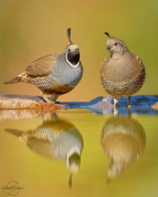 Herr und Frau Schopfwachtel geben sich die Ehre