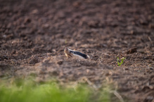 Noch zwei Wochen zu früh.
