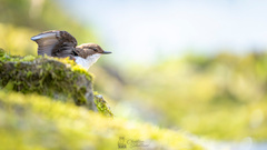 Erst einmal die Flügel recken