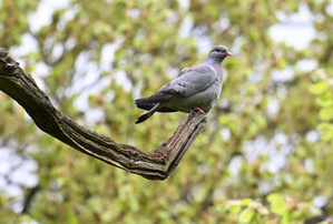 Hohltaube
