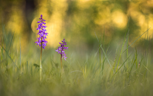 Orchis mascula
