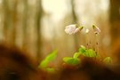 Wald-Sauerklee