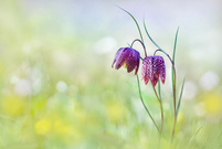 Familienausflug ...,