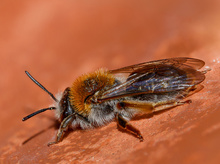 Rotschopfigen Sandbiene (Andrena haemorrhoa)