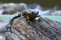 Bachfelsen mit Überblick