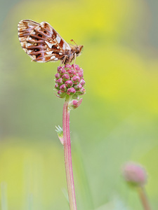 Boloria dia