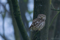 Steinkauz auf einem Ast