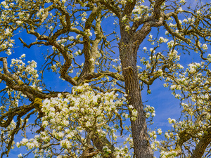 BAUM