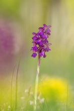Knabenkraut mit kleinem Bewohner