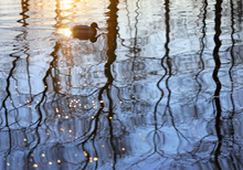 Ente im Morgenglitzer