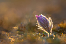 nochmal etwas zurück in den Vorfrühling