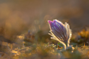 nochmal etwas zurück in den Vorfrühling