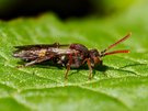 Weibliche Rotfühler-Wespenbiene (Nomada ruficornis)