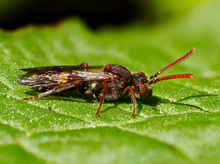 Weibliche Rotfühler-Wespenbiene (Nomada ruficornis)
