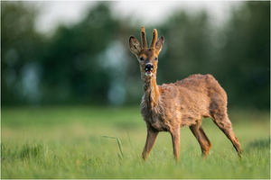 Feldbock
