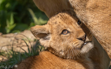 Schutz bei der Mutter