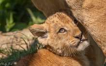 Schutz bei der Mutter