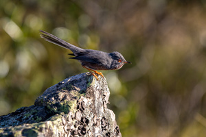 Auf dem Sprung