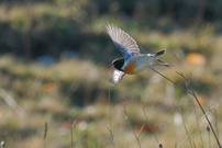 startendes Schwarzkehlchen