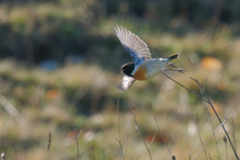 startendes Schwarzkehlchen