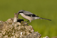 Mittelmeerwürger...