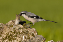 Mittelmeerwürger...