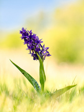 Ein Stück vom Himmel