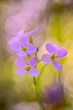 Wiesenschaumkraut (Altglas)