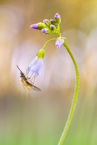 Wollschweber an Wiesenschaumkraut