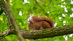 Das Eichhörnchen 🙂