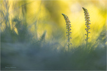 Zwei im Abendlicht ...