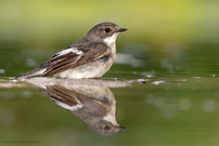 Der doppelte Schnäpper