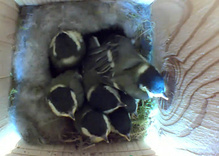 ... sieben Flauschbällchen ...