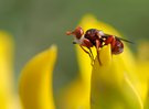 Blasenkopffliege (Myopa dorsalis) '26