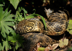 Vipernatter ( natrix maura )