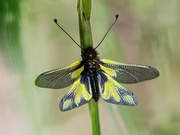 Libellen-Schmetterlingshaft (Libelloides coccaius)