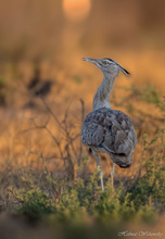 Kori Bustard