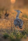 Kori Bustard