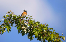 Braunkelchen auf einen Weißdornast...